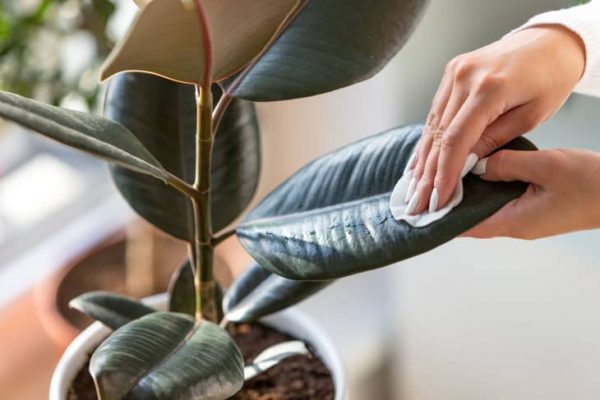 wipe-plant-leaves-top-tip-houseshare