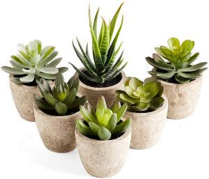 succulent plant sets