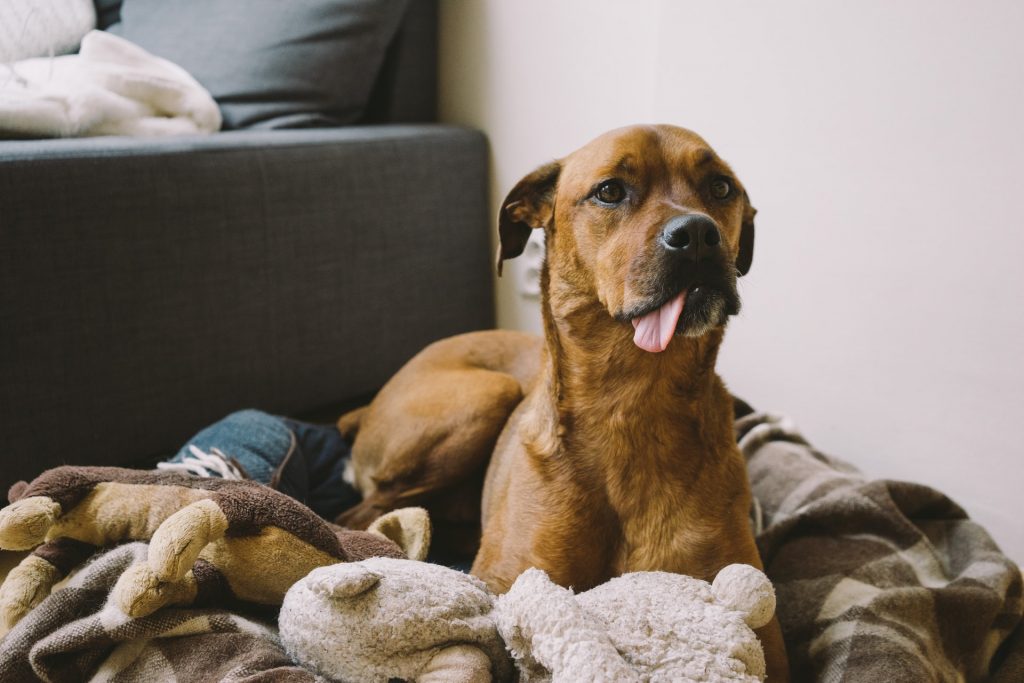 Can Landlords Refuse Pets? Pet Legislation UK
